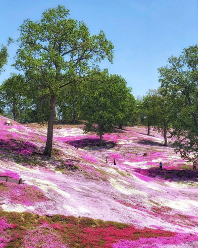 🇯🇵Hokkaido Pink Mound💕Enjoy the romantic cherry blossom