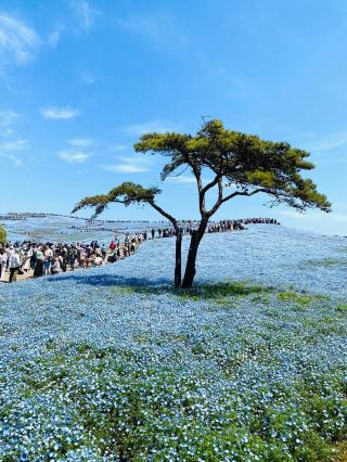 Fairy-tale-like pink butterfly flower sea 丨 Hitachi Seaside Park, a national park in Japan