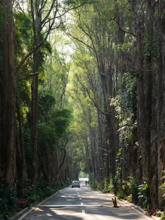 福州森林公園的chill感