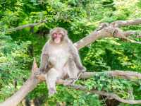 🌟🐒 "猿踊庭園：嵐山のアドベンチャー攻略！" 🌟