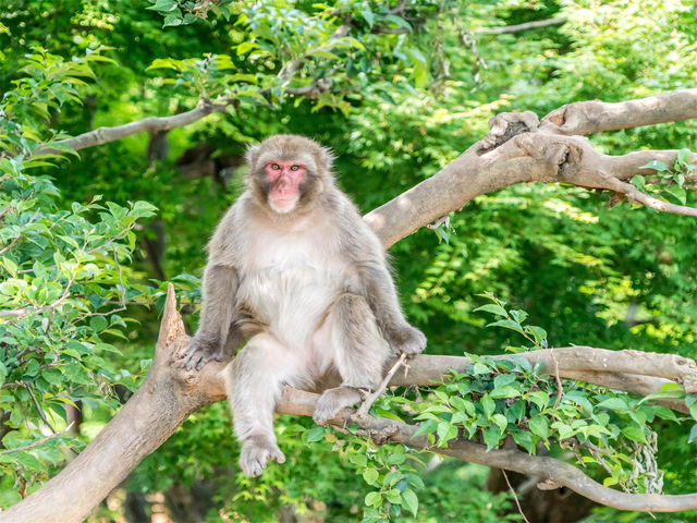 🌟🐒 "猿踊庭園：嵐山のアドベンチャー攻略！" 🌟