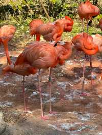 免費開放紅山動物園巨好逛全新攻略來啦