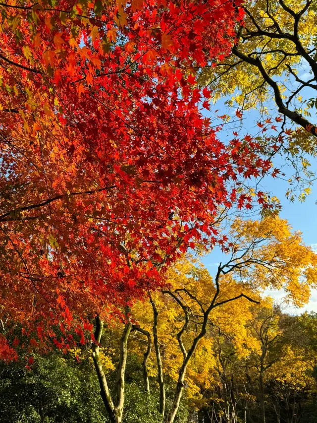 私が宣言します！紅葉の天井はここにあります！！！