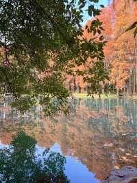 武漢小眾賞水杉地,讓你擺脫城市疲憊