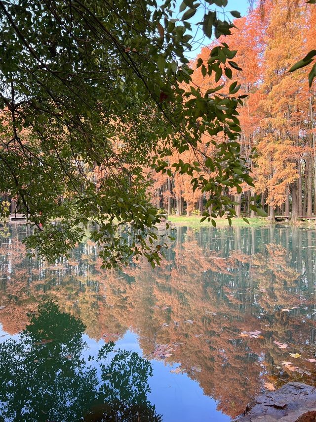 武漢小眾賞水杉地,讓你擺脫城市疲憊 武漢小眾賞水杉地,讓你擺脫城市疲憊