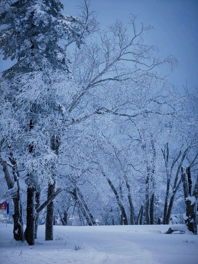 牡丹江|大禿頂子山｜闖進童話世界裡的林海雪原