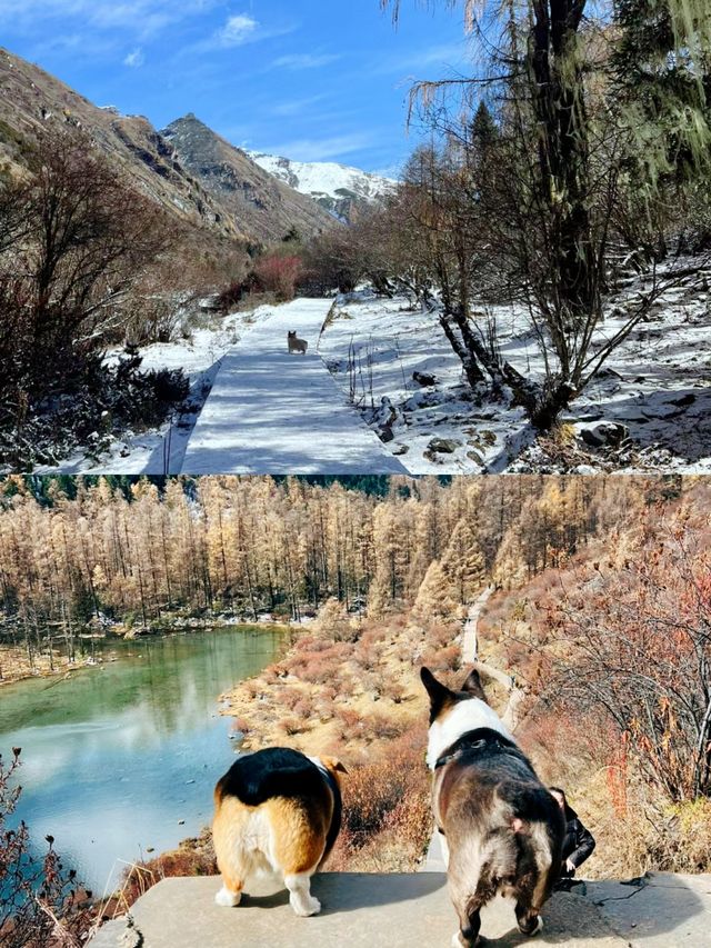 川西人少景美狗狗友好景區瑪嘉溝，強推!