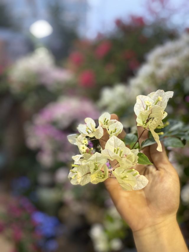 小鎮的楓樹