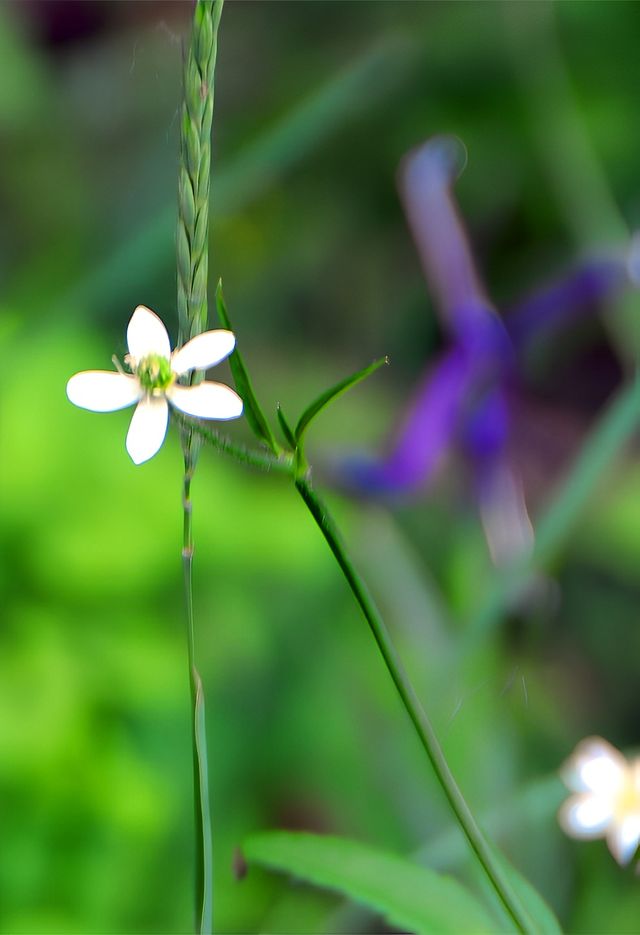 山中的野花