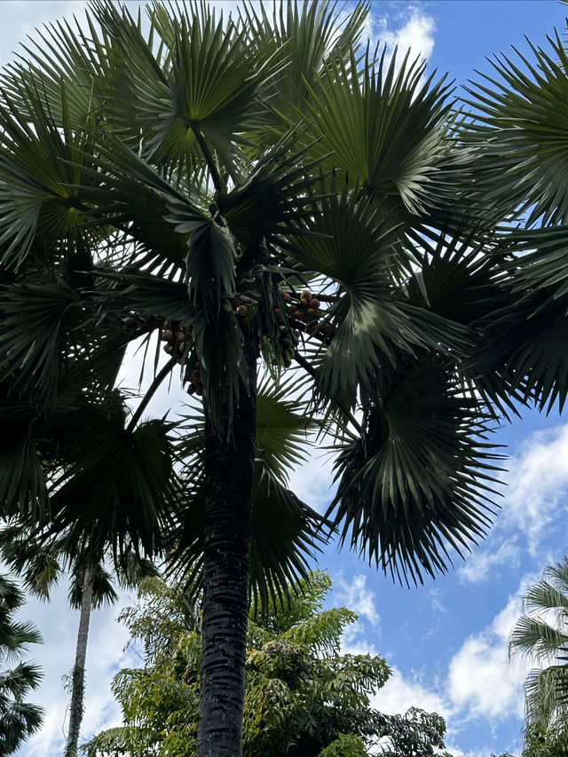 西雙版納-野象谷-中科植物園