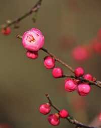 明孝陵梅花山！2月10日大年初一實時花訊劃重點！！沒開！