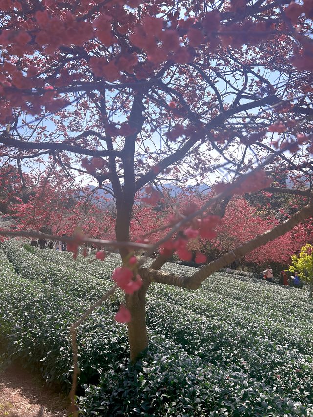 春節好去處｜在福建！！藏在漫畫裡的櫻花園