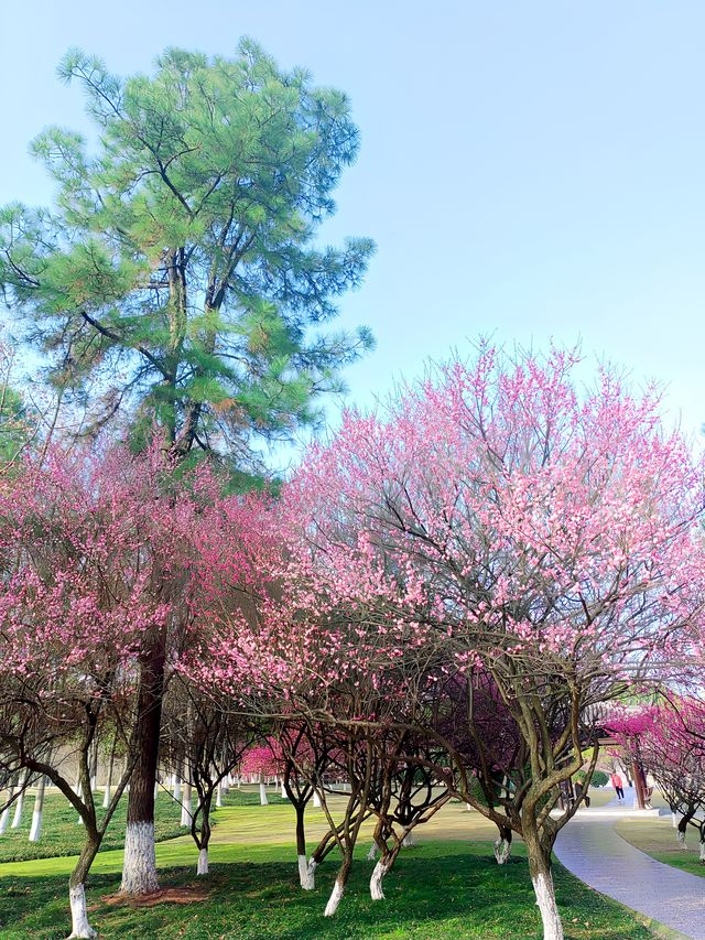 浙江義烏香雪報春園，松梅同框，清新雅致