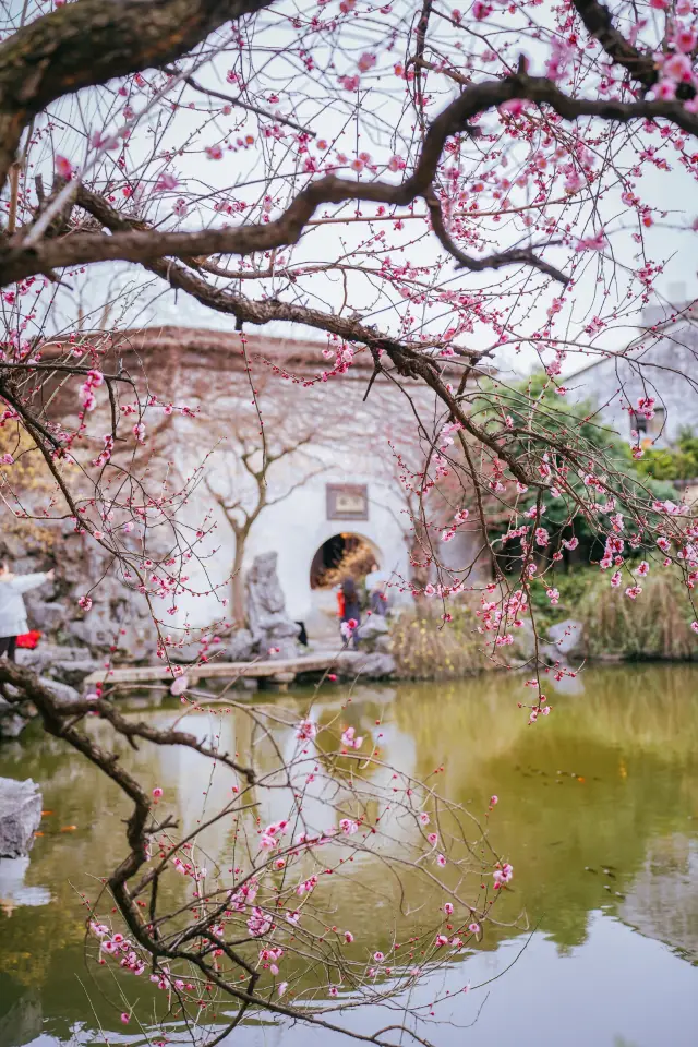 I declare that the spring of the Art Garden begins with this red plum blossom