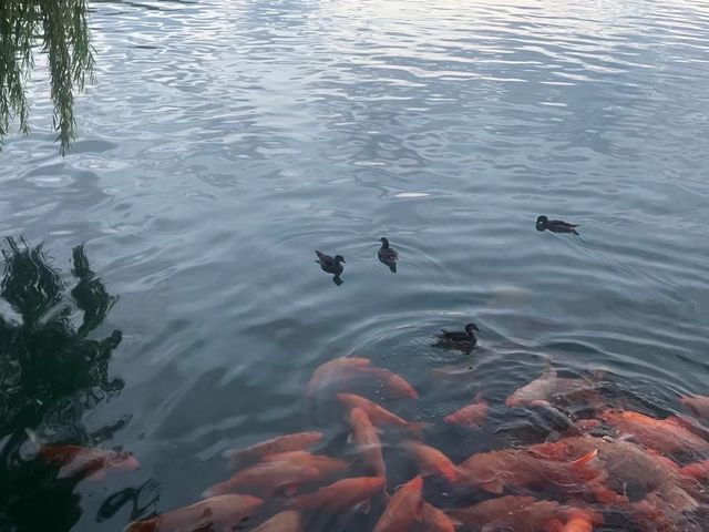 找一個週末的傍晚漫步後海、北海公園、鼓樓，感受愜意