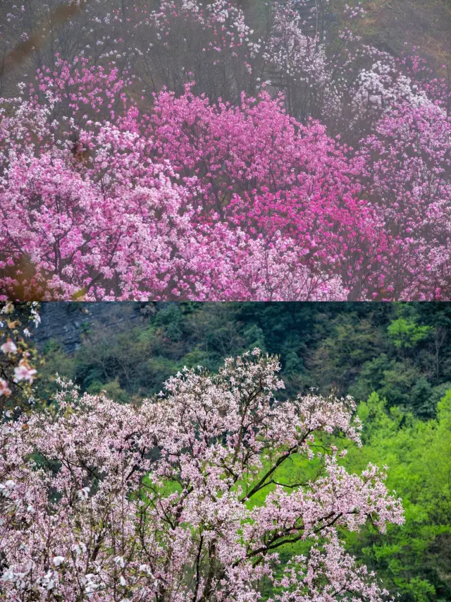 Chengdu Outskirts Tour | Enjoying the spring and admiring flowers, a great destination for Hanfu mountain climbing and fun