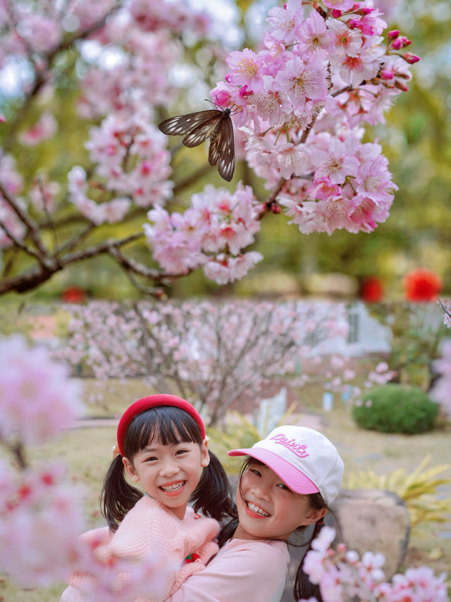 錯過等一年！廣州周邊賞花千畝粉色浪漫櫻花海
