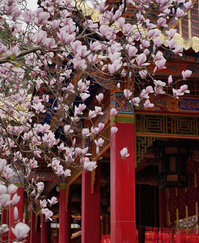 彭州三聖寺 | 玉蘭花盛開