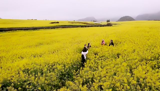 滇東桂自由行（2）/油菜花田的天花板金雞峰叢
