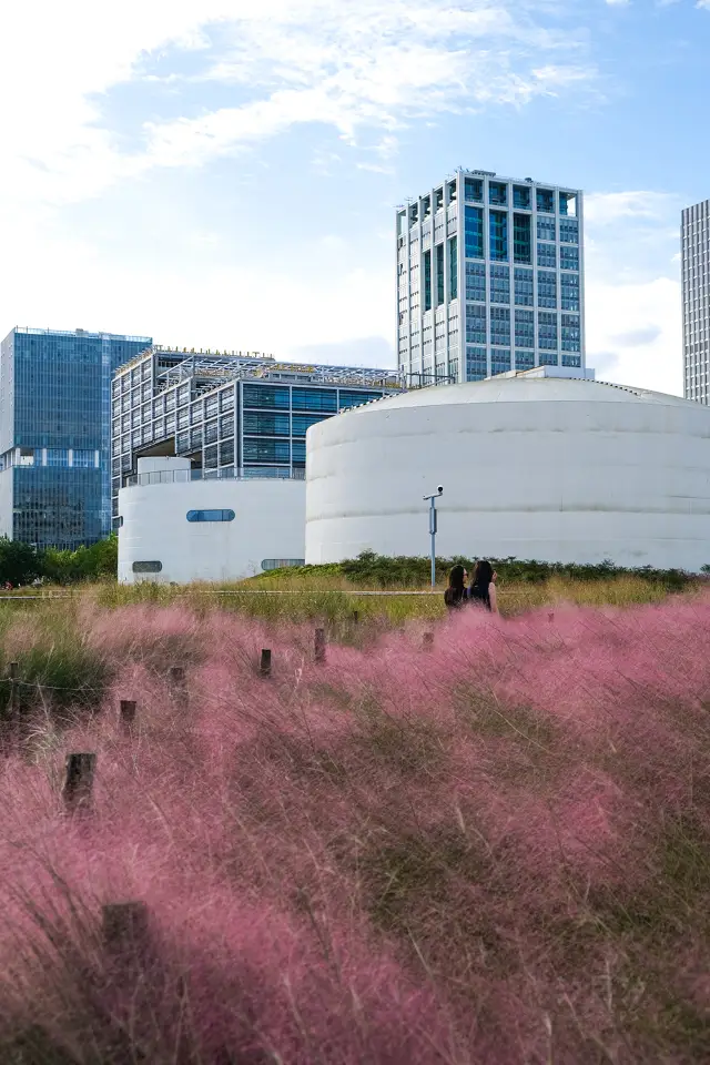 Shanghai|The first touch of pink in autumn! The Joe-Pye weed is blooming