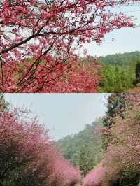 寶藏公園通海秀山