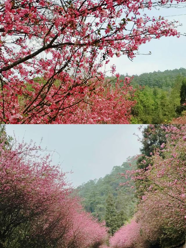 寶藏公園通海秀山