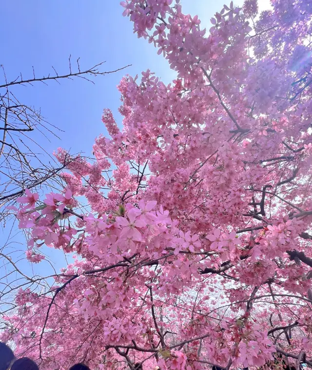 Live cherry blossom conditions at Wuhan East Lake Garden