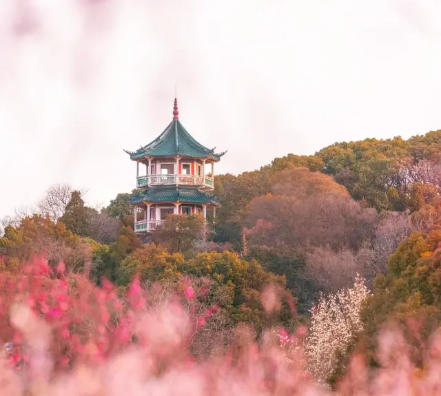 Wuxi Meiyuan | Without entering the Meiyuan, how would one know the full garden is brimming with the colors of spring