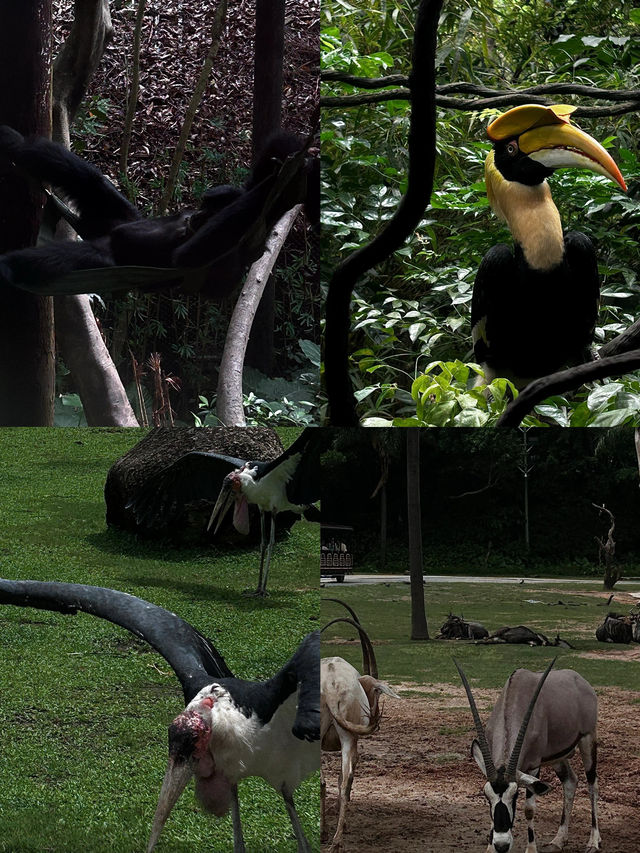 長隆野生動物園攻略來啦