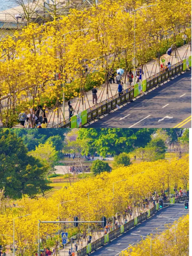 Guangzhou, you really know how to enjoy yourself! Come and walk hand in hand with your loved one through the yellow sea of flowers!