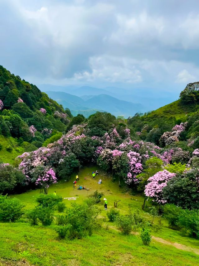 春天到了，鸡籠頂大草原高山杜鵑花海盛開未來半個月!