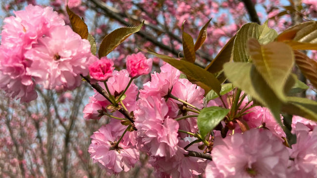 貴州遲到的櫻花，春光燦爛，花開滿山