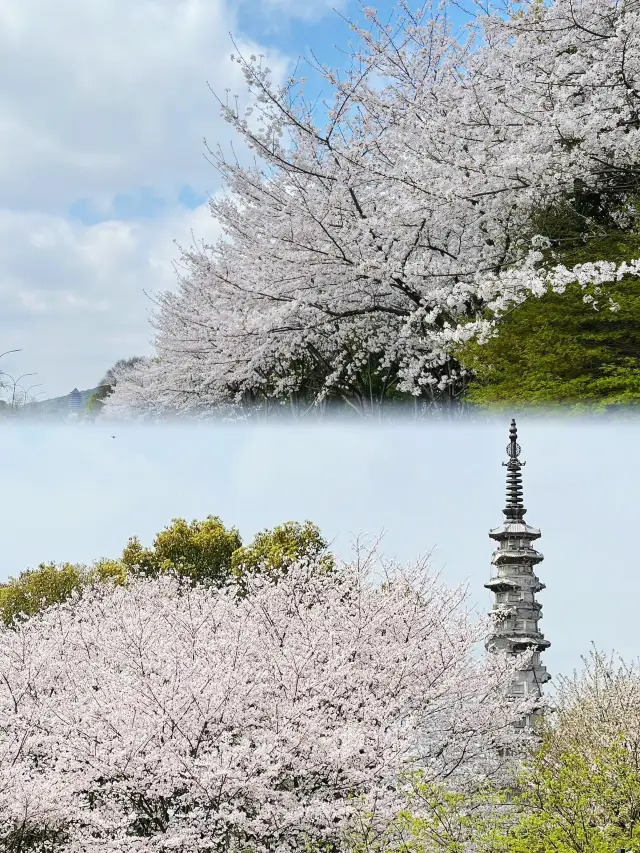 來杭州一定要去白塔公園看櫻花!! | 簡直太浪漫了!!