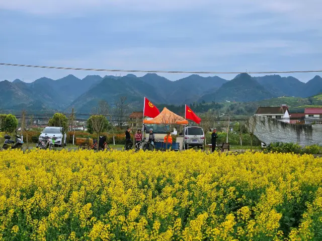 Walking and Viewing the Series of Rapeseed Flowers in Hanzhong, Part Three: Yangjiashan Village in Mian County