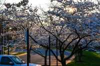 華盛頓春暖花開