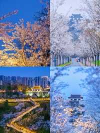 在南京，賞花就看這3篇攻略就好啦（2）
