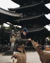 日本京都｜為了一群鹿去了一座城