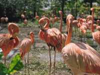 探索自然之美——曼谷野生動物世界的奇妙旅程