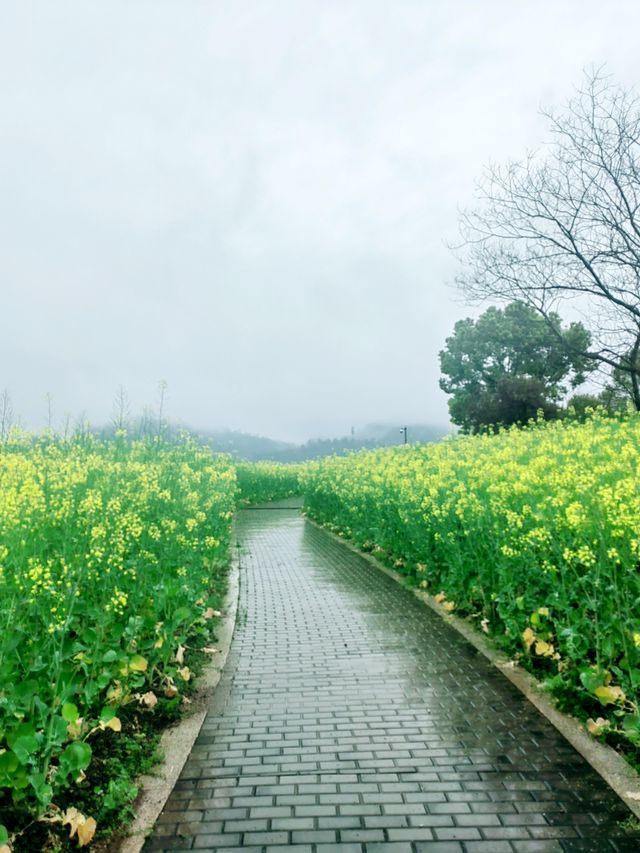 油菜花接近尾聲，但依然是最亮的一抹春色