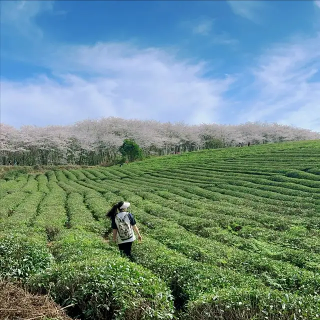 Pingba | Gui'an Cherry Blossom Garden's early cherry blossoms will be too late if you don't hurry