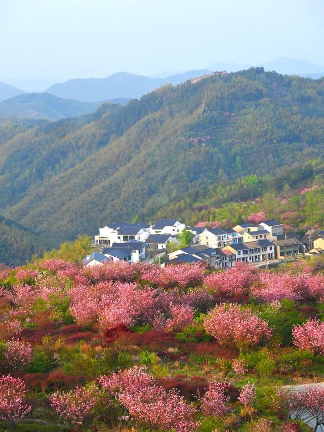 一起去龍池爬山看高山杜鵑