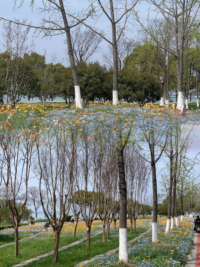 蘇州｜虞美人的盛放仿佛置身於夢幻一片花海