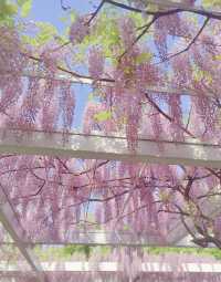 魔都免費賞花攻略
