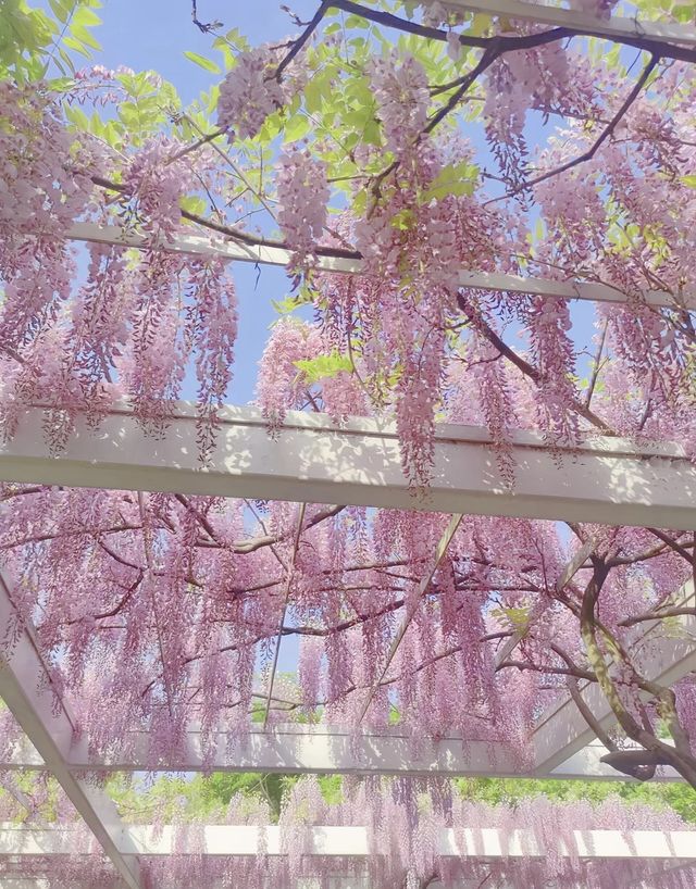 魔都免費賞花攻略