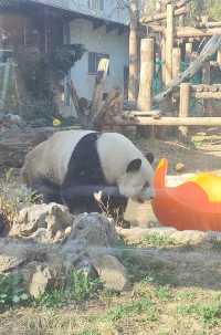北京動物園|五一遛娃好去處