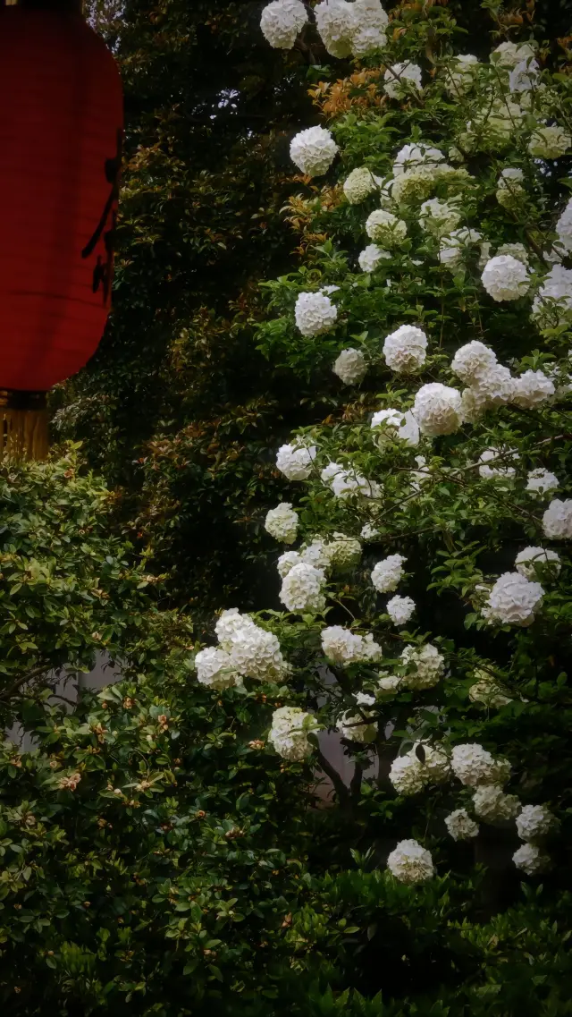 桂林公園的木繡球開了