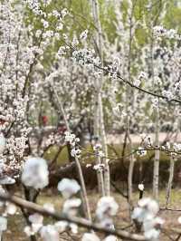 春日賞花圖鑑分享寶藏攻略——吉林篇