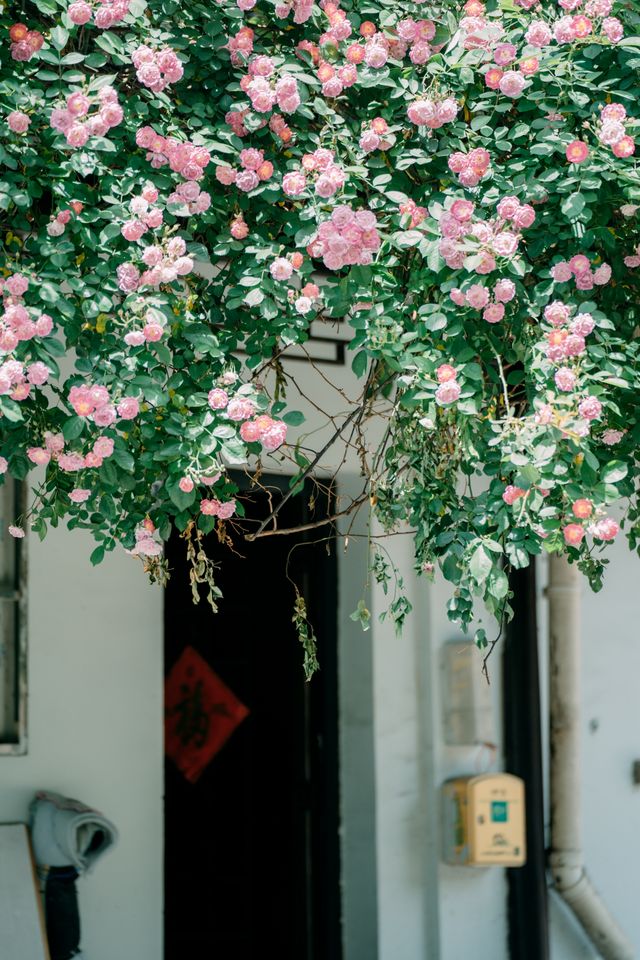 還去藝圃人擠人專諸巷的蔷薇滿是生活與詩意