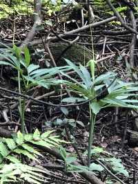 長沙·黑麋峰森林公園徒步