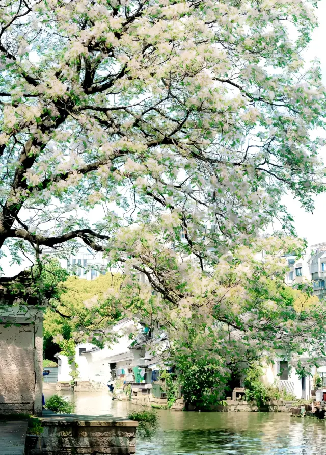 Who knows that it's almost summer, and Shaoxing is just entering the most beautiful time of the year